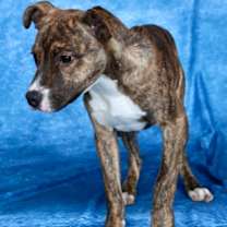 Thumbnail photo of Howler #1