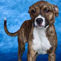 Thumbnail photo of Howler #2