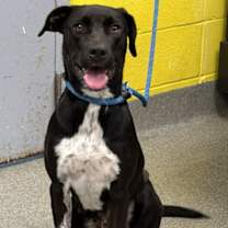 Thumbnail photo of Evelyn - Available in Foster #1