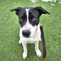 Thumbnail photo of Bartlebee #1