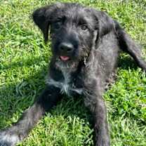 Thumbnail photo of Xander #3