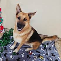 Thumbnail photo of Odin #2