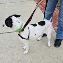 Thumbnail photo of Bartlebee #2