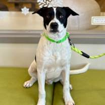 Thumbnail photo of Bartlebee #3