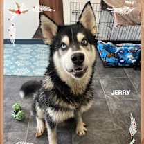 Thumbnail photo of Jerry(fta) #4