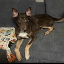 Thumbnail photo of McQueen #2