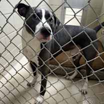 Thumbnail photo of 23035- Fern #2