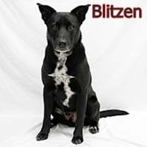 Thumbnail photo of Blitzen #1