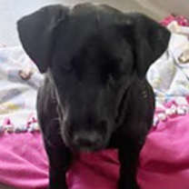 Thumbnail photo of Vixen #2