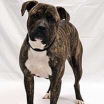 Thumbnail photo of Prancer #1