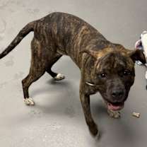 Thumbnail photo of Prancer #2