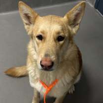 Thumbnail photo of Tinsel #3