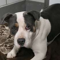 Thumbnail photo of Dasher #3