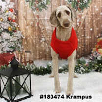 Thumbnail photo of Krampus #1