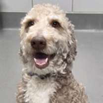 Thumbnail photo of Krampus #3