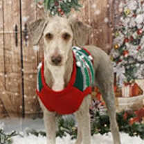 Thumbnail photo of Kringle #1