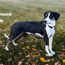 Thumbnail photo of Boyd #1