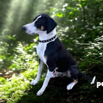 Thumbnail photo of Boyd #2