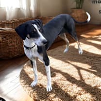 Thumbnail photo of Boyd #3