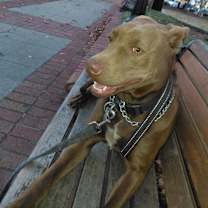 Thumbnail photo of Whiskey Bourbon #4