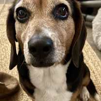 Thumbnail photo of Chloe #2