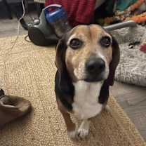 Thumbnail photo of Chloe #3