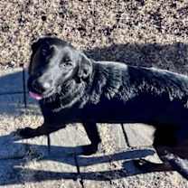 Thumbnail photo of Tatum #3