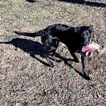 Thumbnail photo of Tatum #4