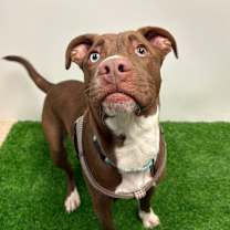 Thumbnail photo of Ares #1