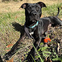 Thumbnail photo of Rory #1