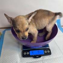 Thumbnail photo of Dancer B1130 #2