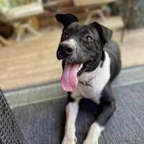 Thumbnail photo of Shawna - KA #2