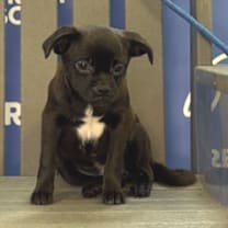 Thumbnail photo of DOODLE #4