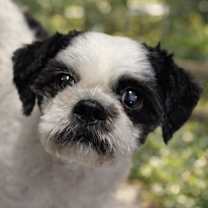 Thumbnail photo of Panda #1