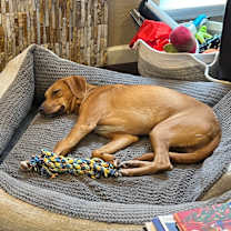 Thumbnail photo of Casanova #3