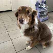 Thumbnail photo of Akela #1