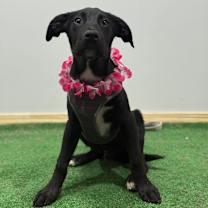 Thumbnail photo of Thanos #3