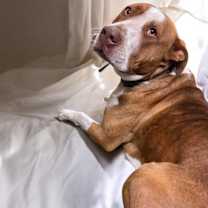 Thumbnail photo of Levonn - KA #4