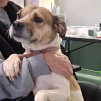 Thumbnail photo of Sheba #3