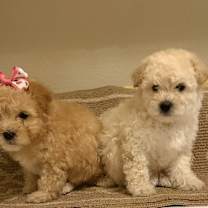 Thumbnail photo of Kris & Kringle #4