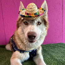 Thumbnail photo of Tobby #1