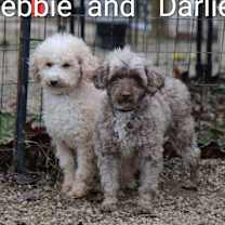 Thumbnail photo of Debbie #3