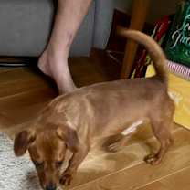 Thumbnail photo of Lenny #3