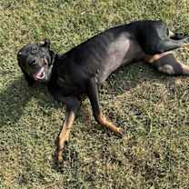 Thumbnail photo of Shia #4