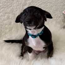 Thumbnail photo of Shoestring #2