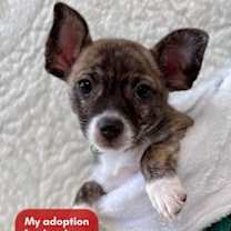 Thumbnail photo of Curly #1