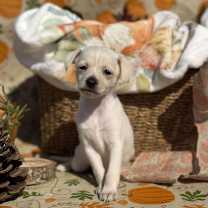 Thumbnail photo of Mash Potato #1