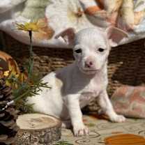 Thumbnail photo of Yams #1