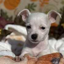 Thumbnail photo of Pie #3