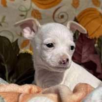 Thumbnail photo of Yams #3